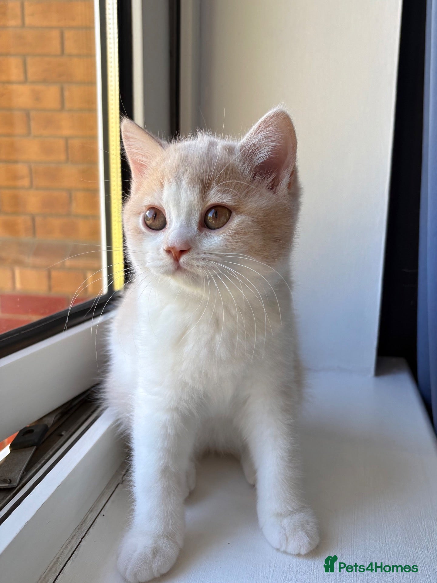 British Shorthair cats LAST GIRL BRITISH SHORTHAIR 💕 - Advert 13