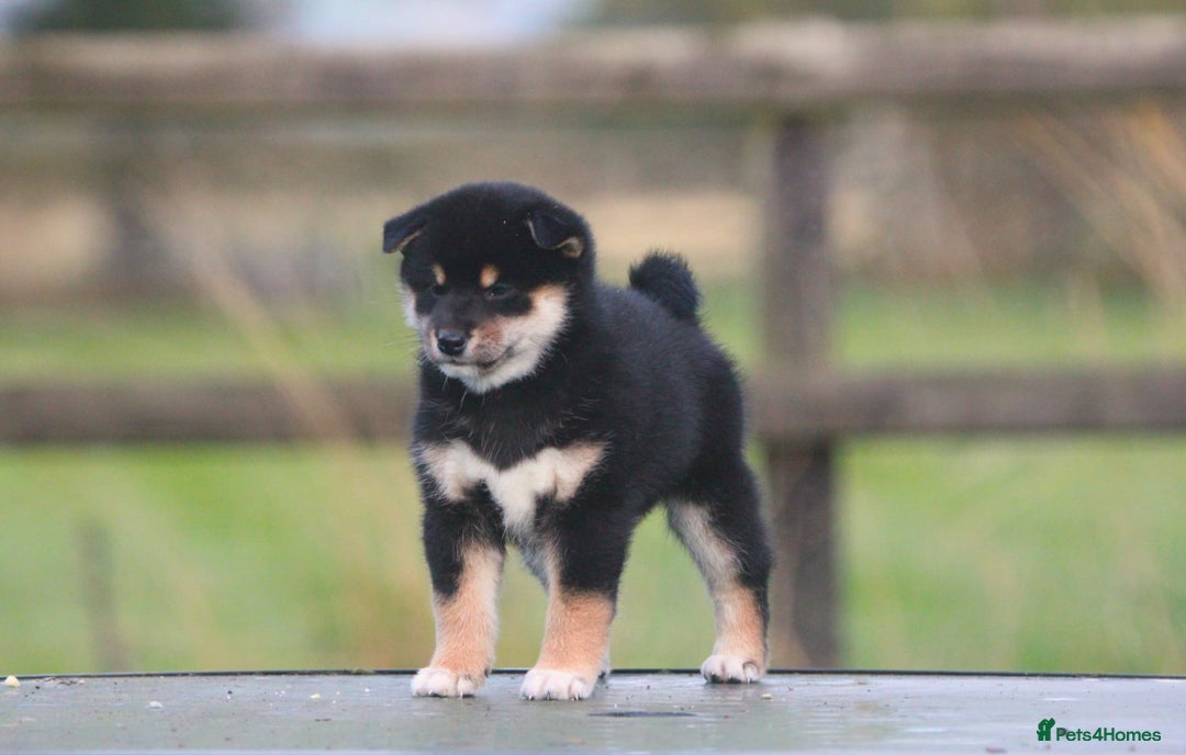Japanese Shiba Inu dogs for sale: Super quality Shiba Inu puppies  - Image 5
