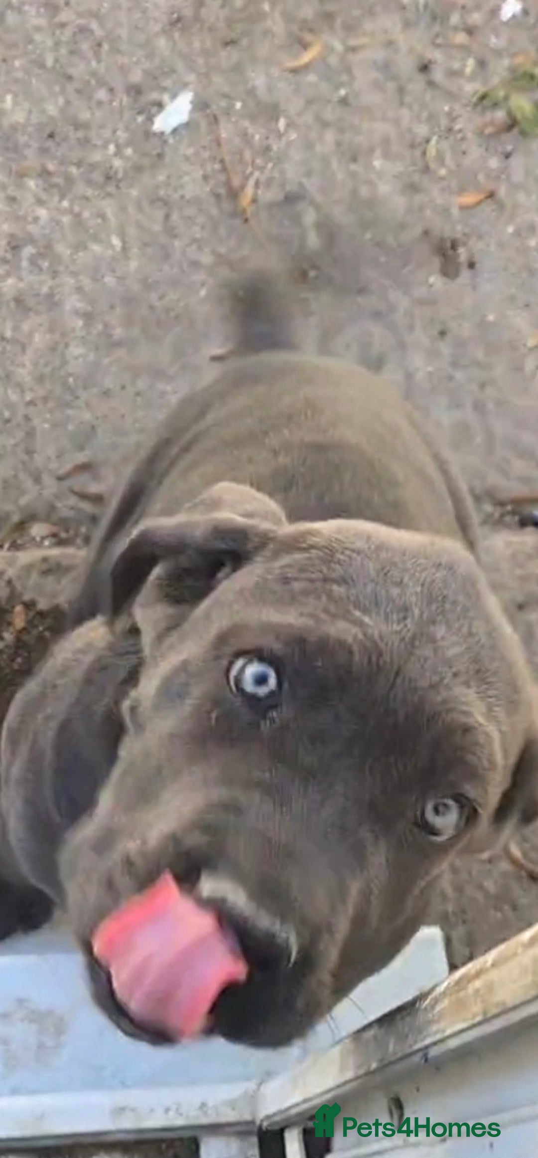 Cane Corso dogs for sale: Cane corso puppies rehom - Image 1