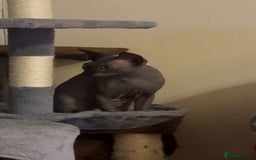 Sphynx cats for sale: Sphynx  - Image 4