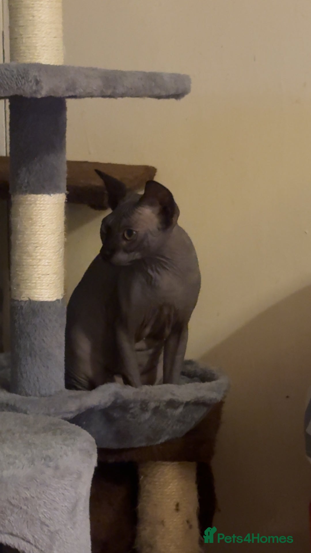 Sphynx cats for sale: Sphynx  - Image 4