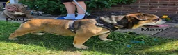 English Bulldog dogs for sale: Old English Bulldog Puppies  - Advert 13