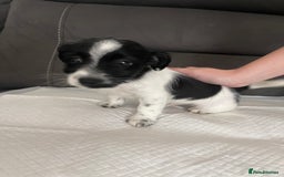 Mixed Breed dogs for sale: 3 male Jackapoo Pups - Image 13