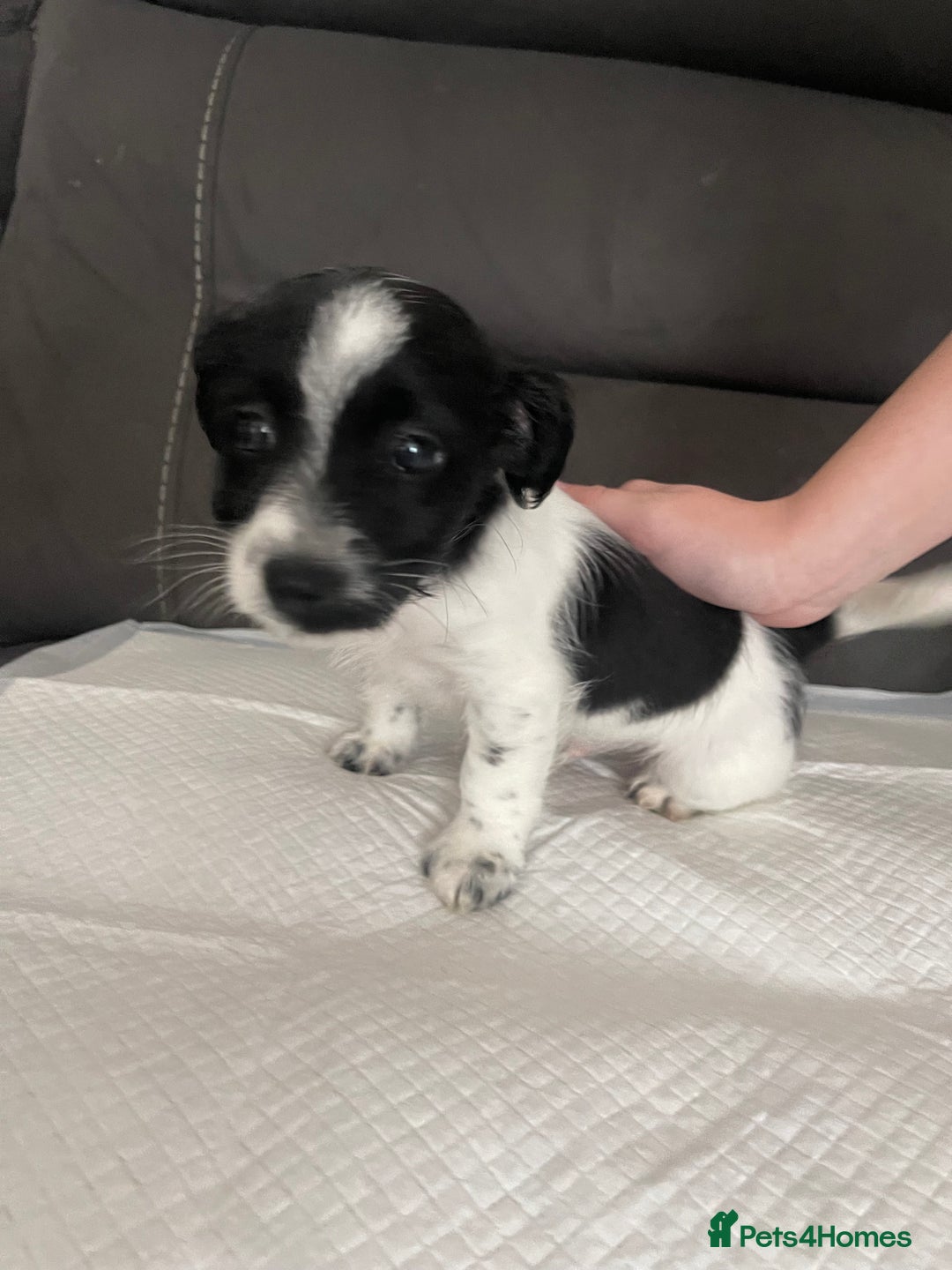 Mixed Breed dogs for sale: 3 male Jackapoo Pups - Image 13