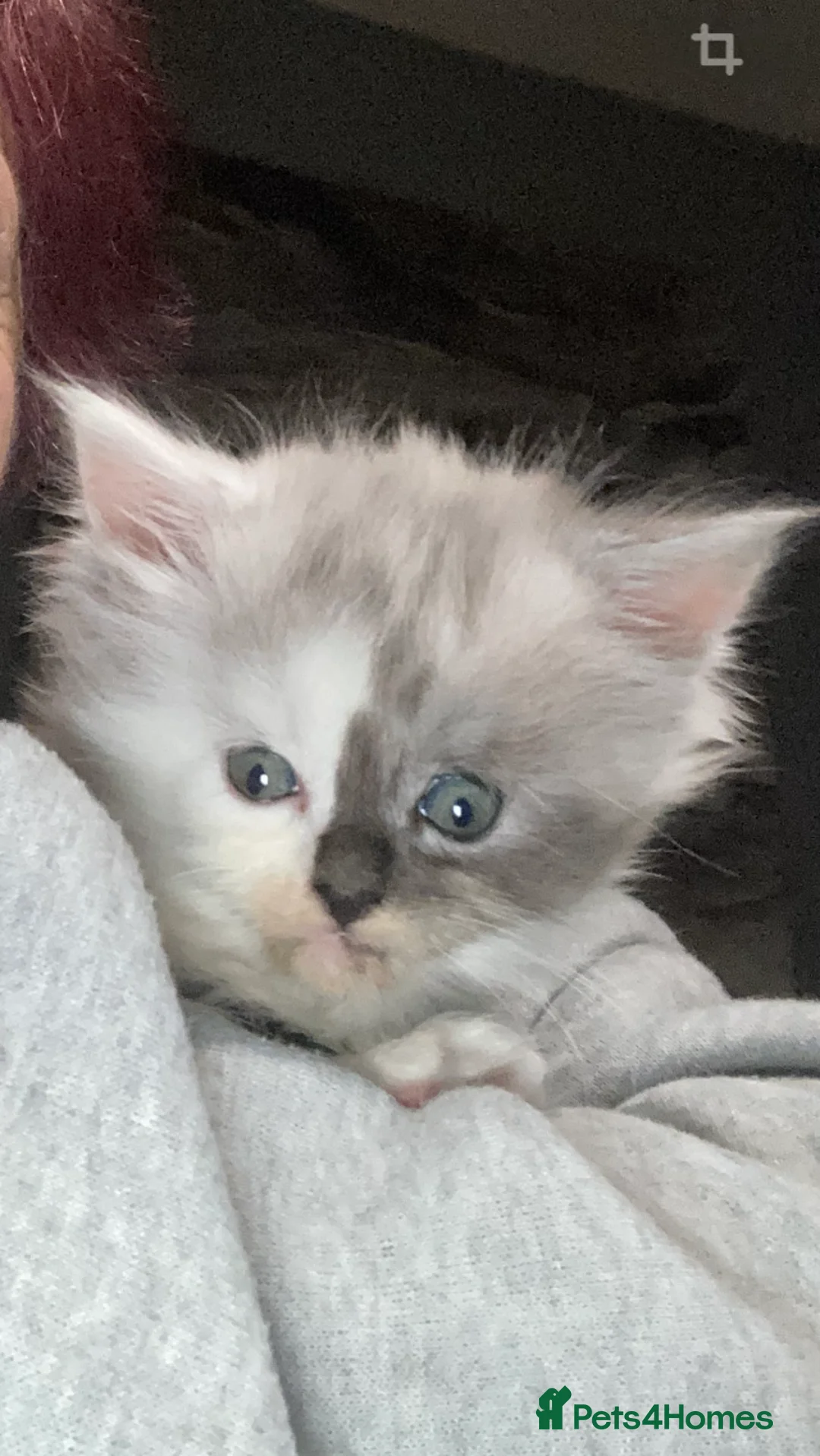 Maine Coon cats for sale: Maine Coon kittens - Advert 7