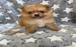 Pomeranian dogs for sale: Pomeranian puppies - Image 2