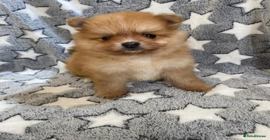 Pomeranian dogs - Advert 12