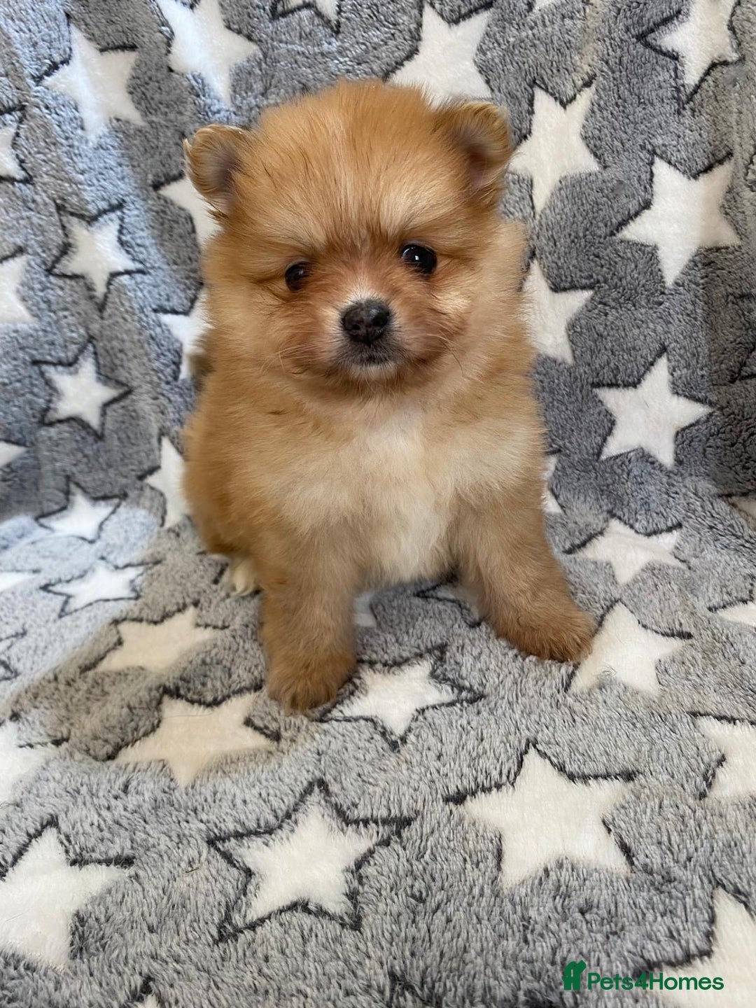 Pomeranian dogs for sale: Pomeranian puppies - Image 2