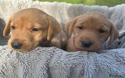 Labrador Retriever dogs for sale: Beautiful litter of KC labrador puppies  - Image 18