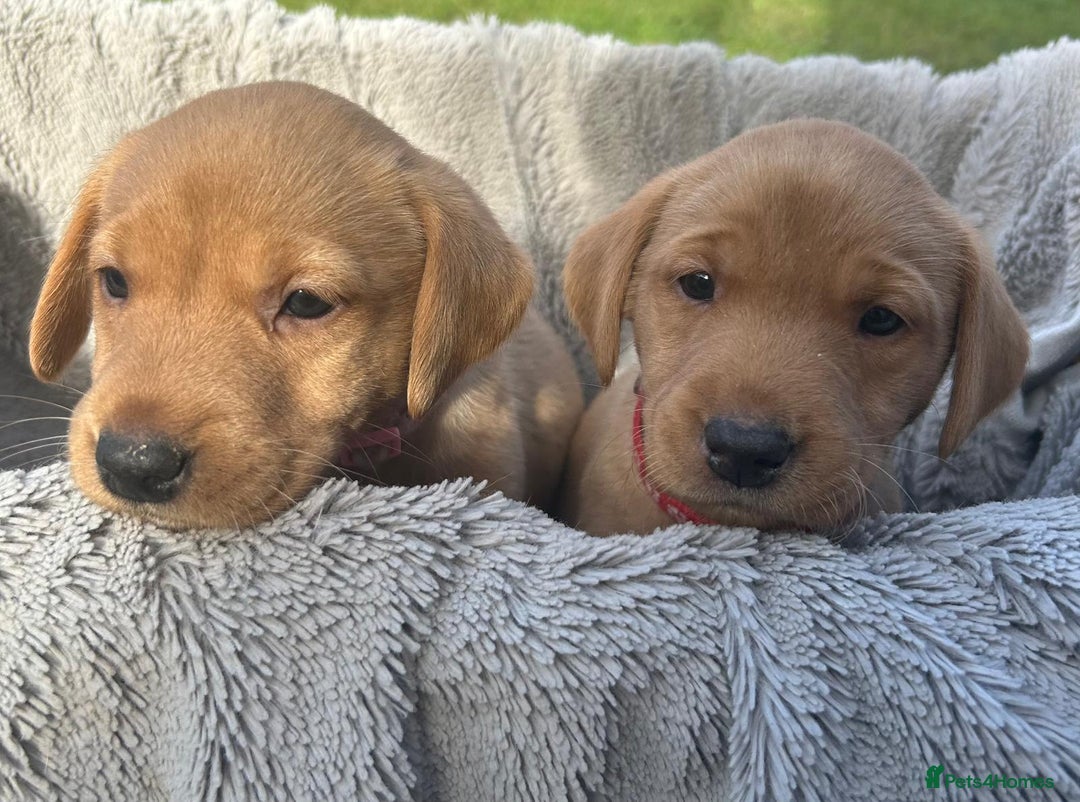 Labrador Retriever dogs for sale: Beautiful litter of KC labrador puppies  - Image 18