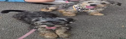 Yorkshire Terrier dogs for sale: Yorkshire Terrier Girls  in Birmingham - Advert 1