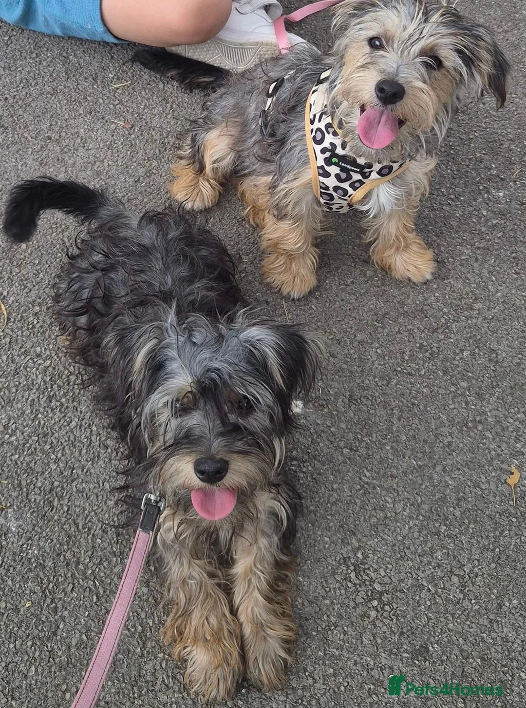 Yorkshire Terrier dogs for sale: Yorkshire Terrier Girls  in Birmingham - Advert 1