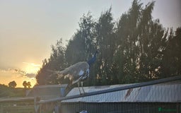 Peafowl poultry for sale: Peacock for sale  - Image 2