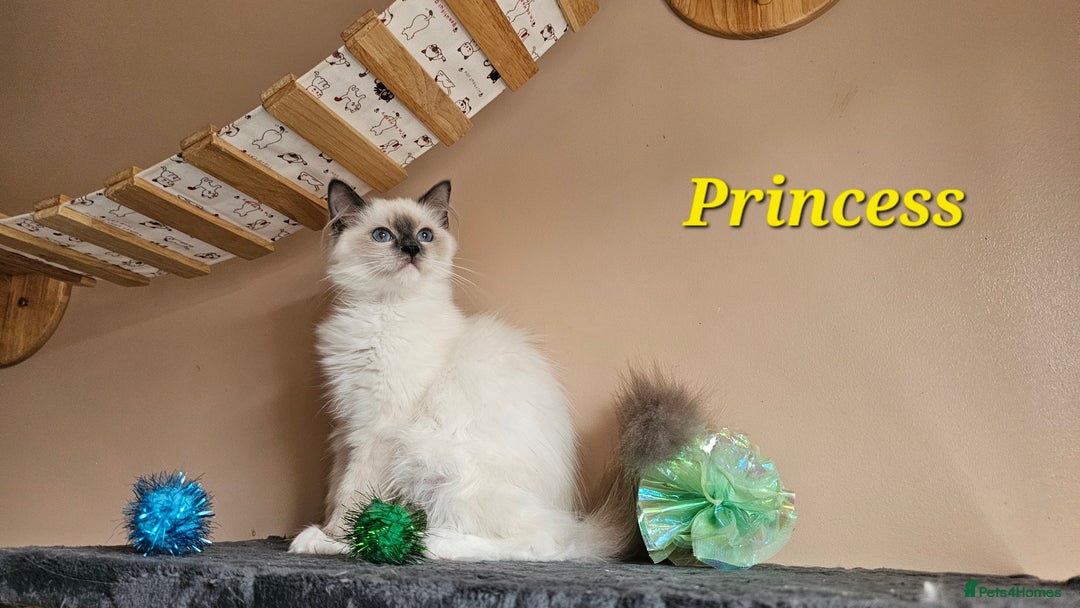 Ragdoll cats for sale: Only 2 girls left,Champion blood, TICA kittens in Nelson - Image 15