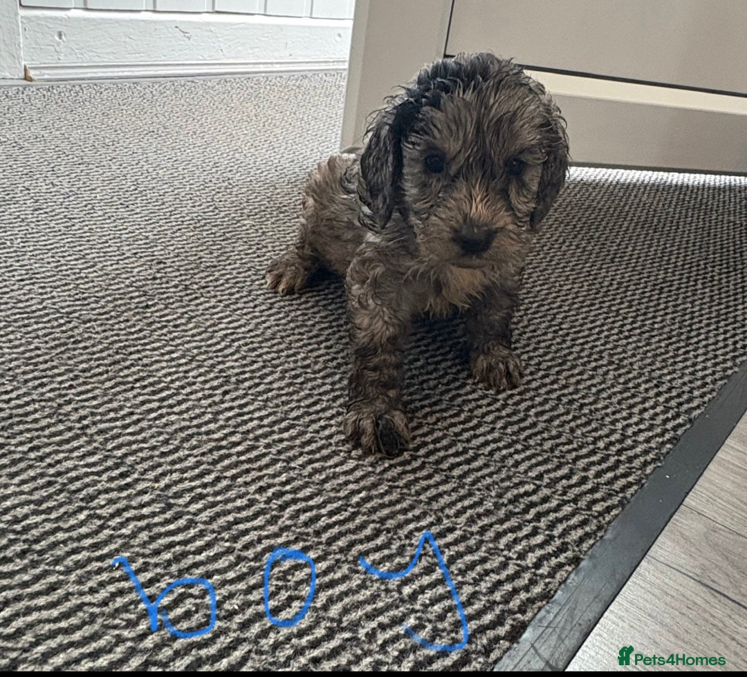 Cockapoo dogs for sale: Cockapoo puppies  - Advert 3