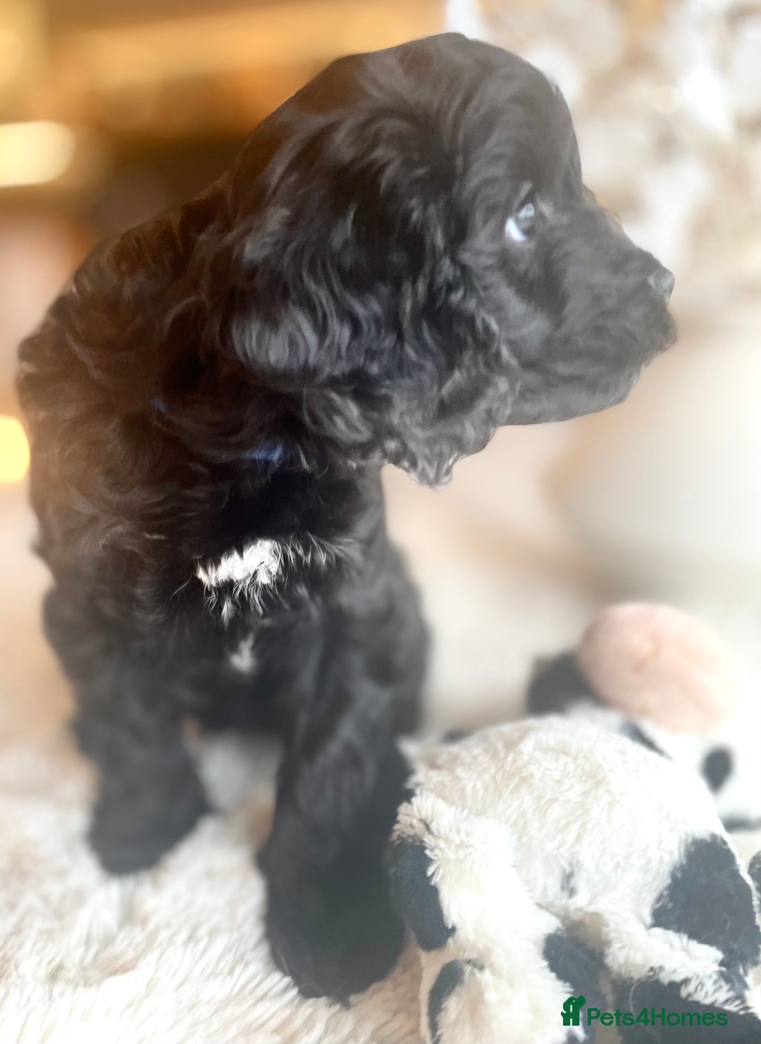 Cavapoo dogs for sale: F1 Cavapoo - Advert 5