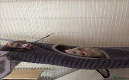 Ferret rodents for sale: 2 hobs - Image 2