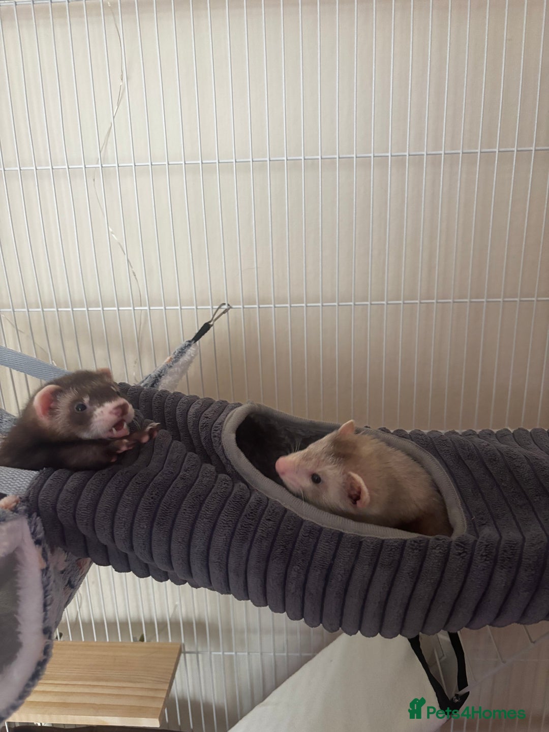 Ferret rodents for sale: 2 hobs - Image 2