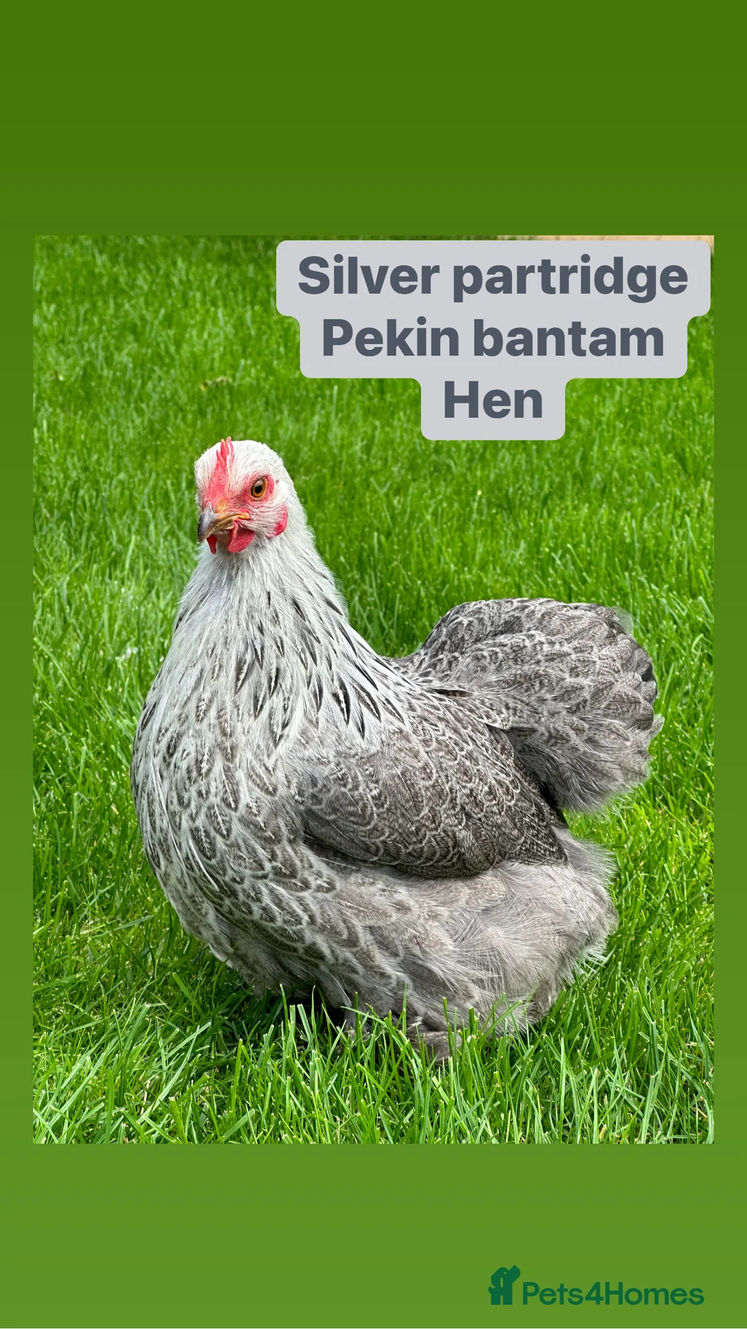 Chickens poultry for sale: Pure breed bantam hens at point of lay - Advert 25