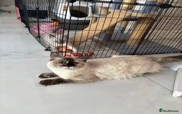 Ragdoll cats for sale: Beautiful ragdoll kittens - Image 15