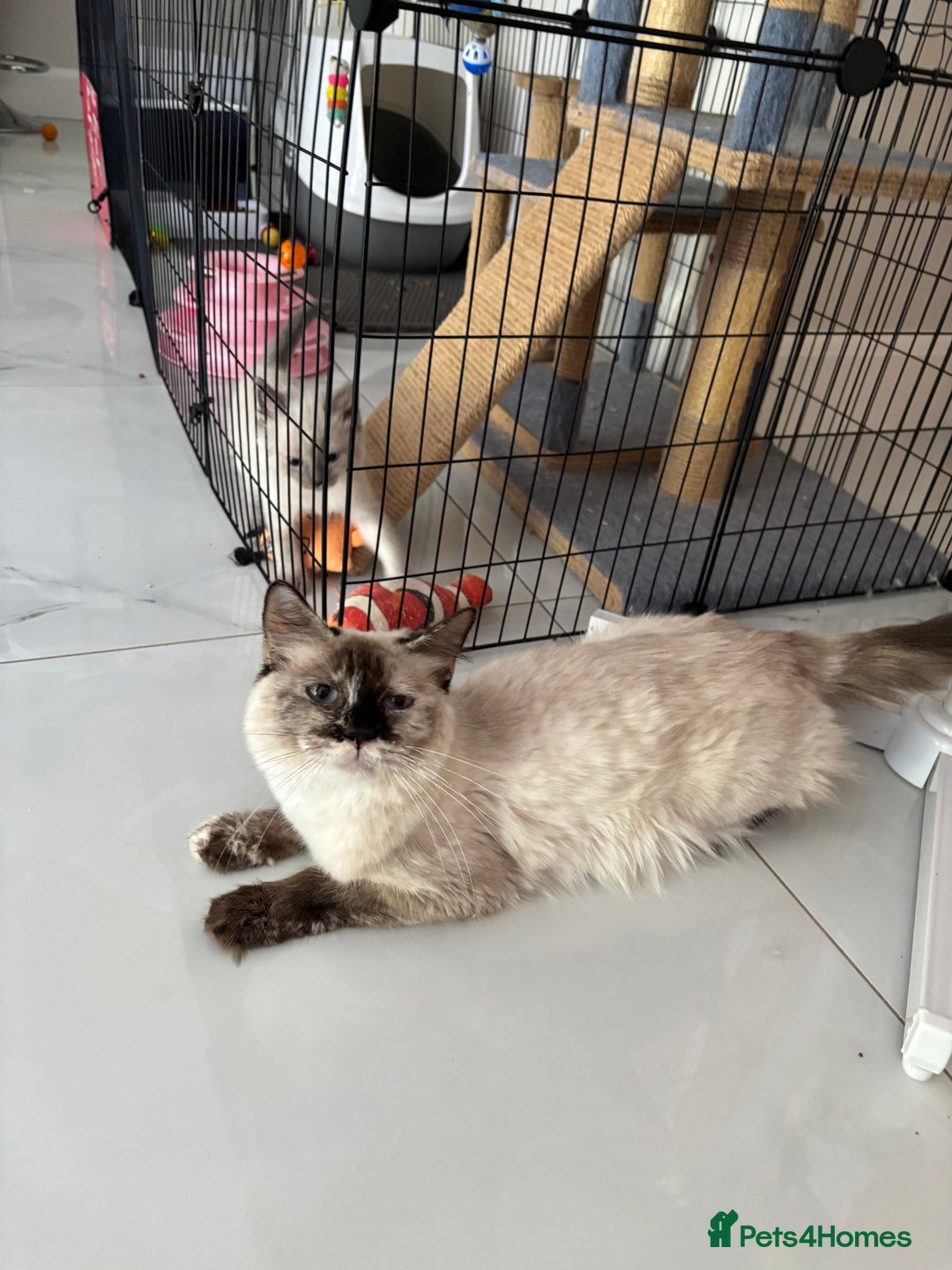 Ragdoll cats for sale: Beautiful ragdoll kittens - Image 15