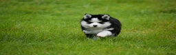 Pomsky dogs for sale: F4 Genuine Pomskies from health tested parents - Advert 9