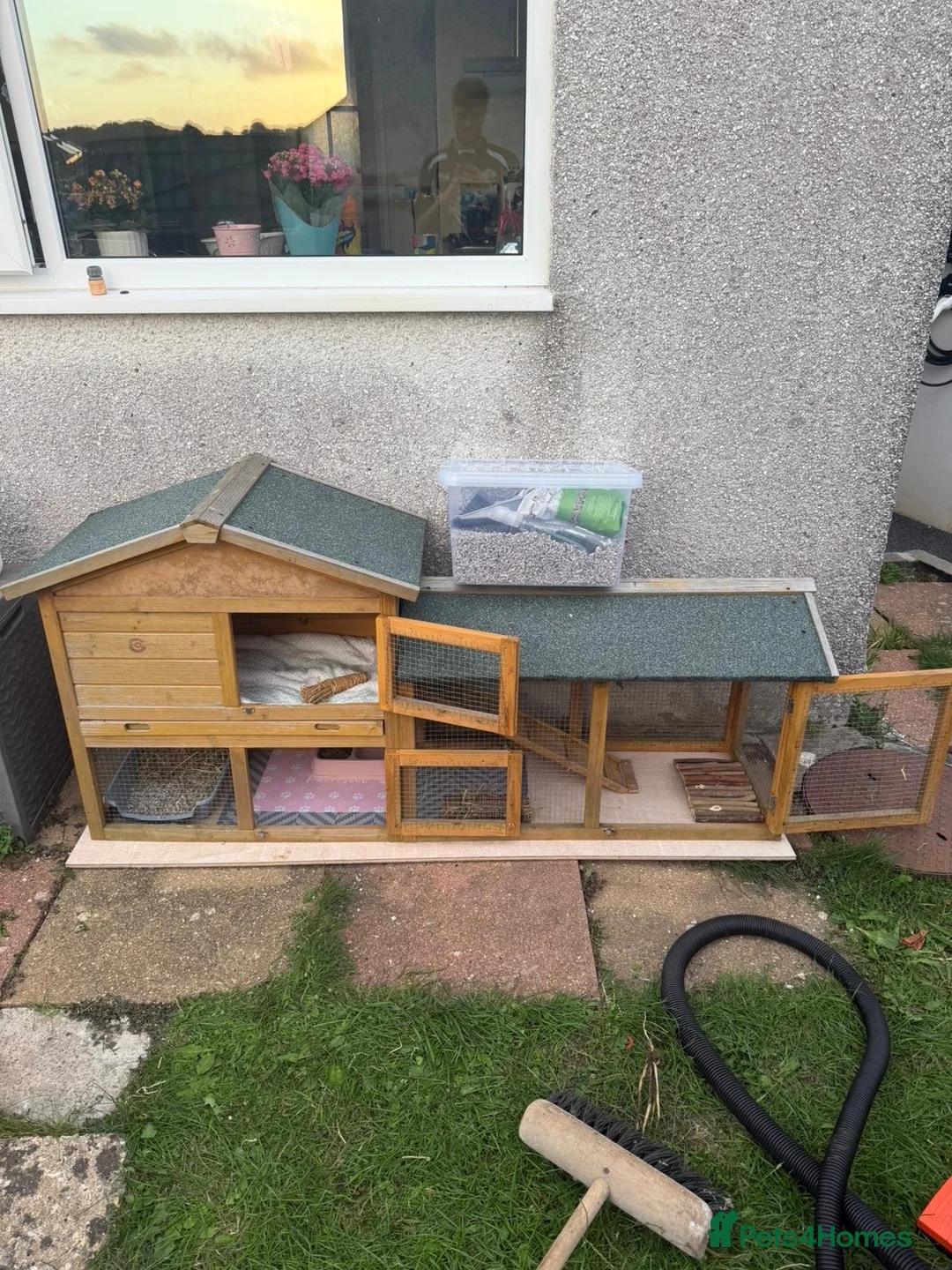 Netherland Dwarf rabbits for sale: 2 Male rabbits - Advert 9