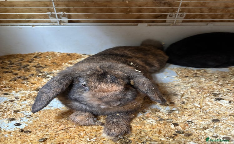 Mini Lop rabbits - Advert 1