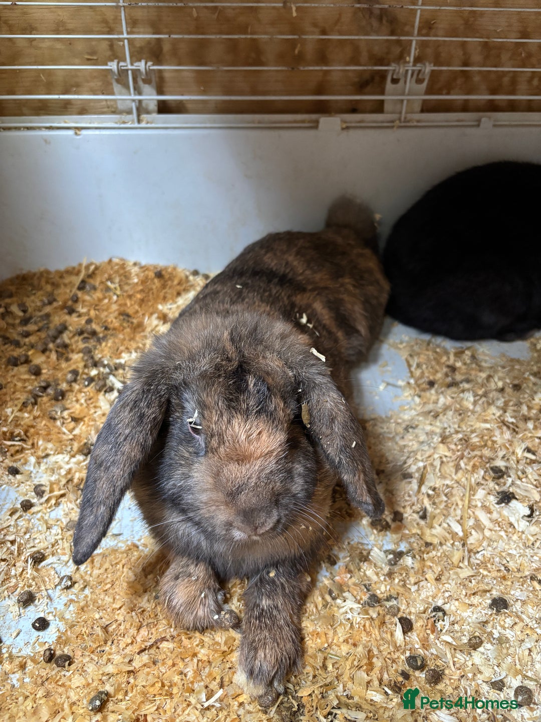 Mini Lop rabbits for sale: Mini Lops looking for a loving home  - Image 1