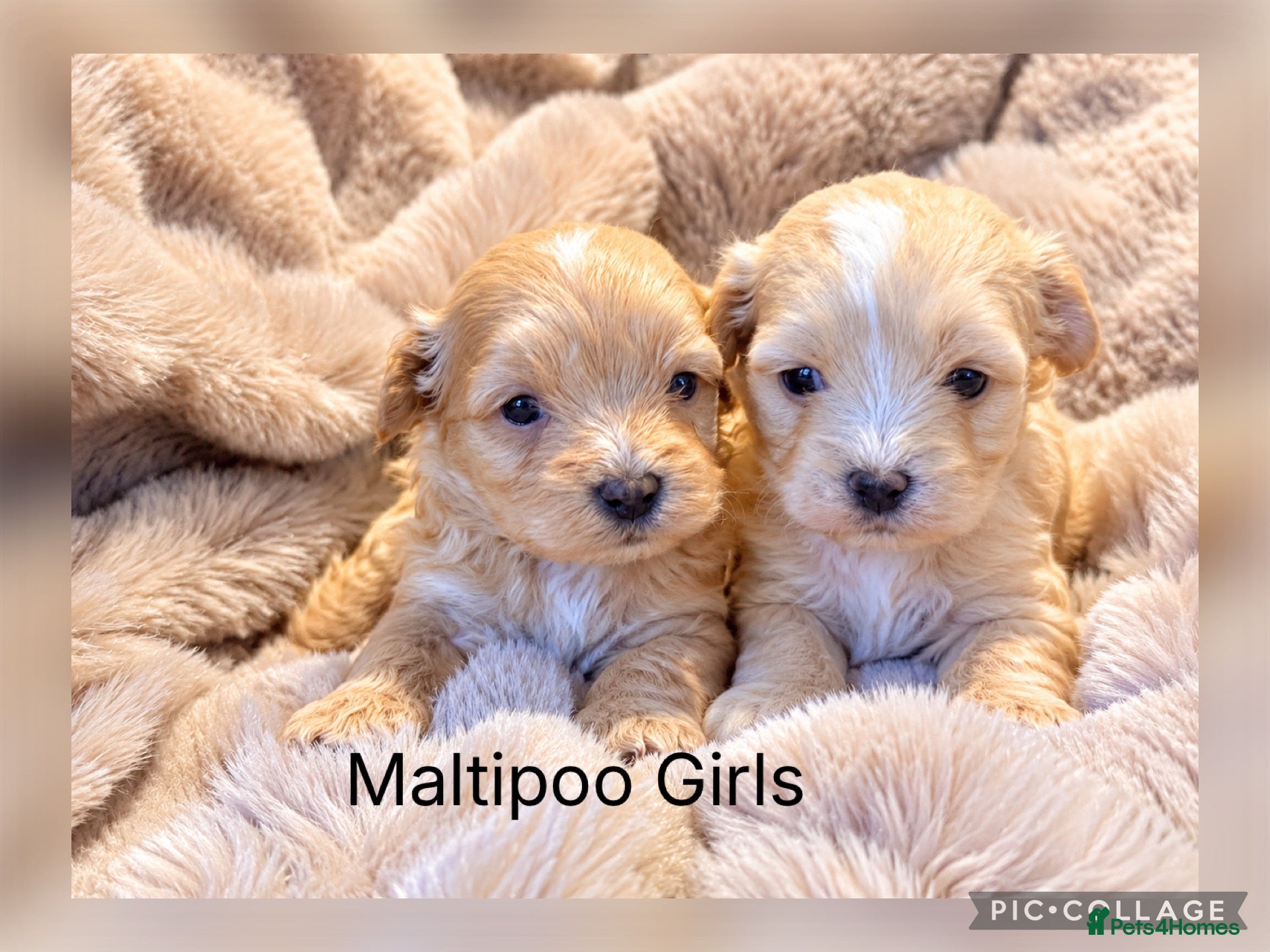 Maltipoo dogs for sale: Beautiful Maltipoo girl  - Advert 1