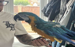 Macaws birds for sale: Tame blue and gold  - Image 4