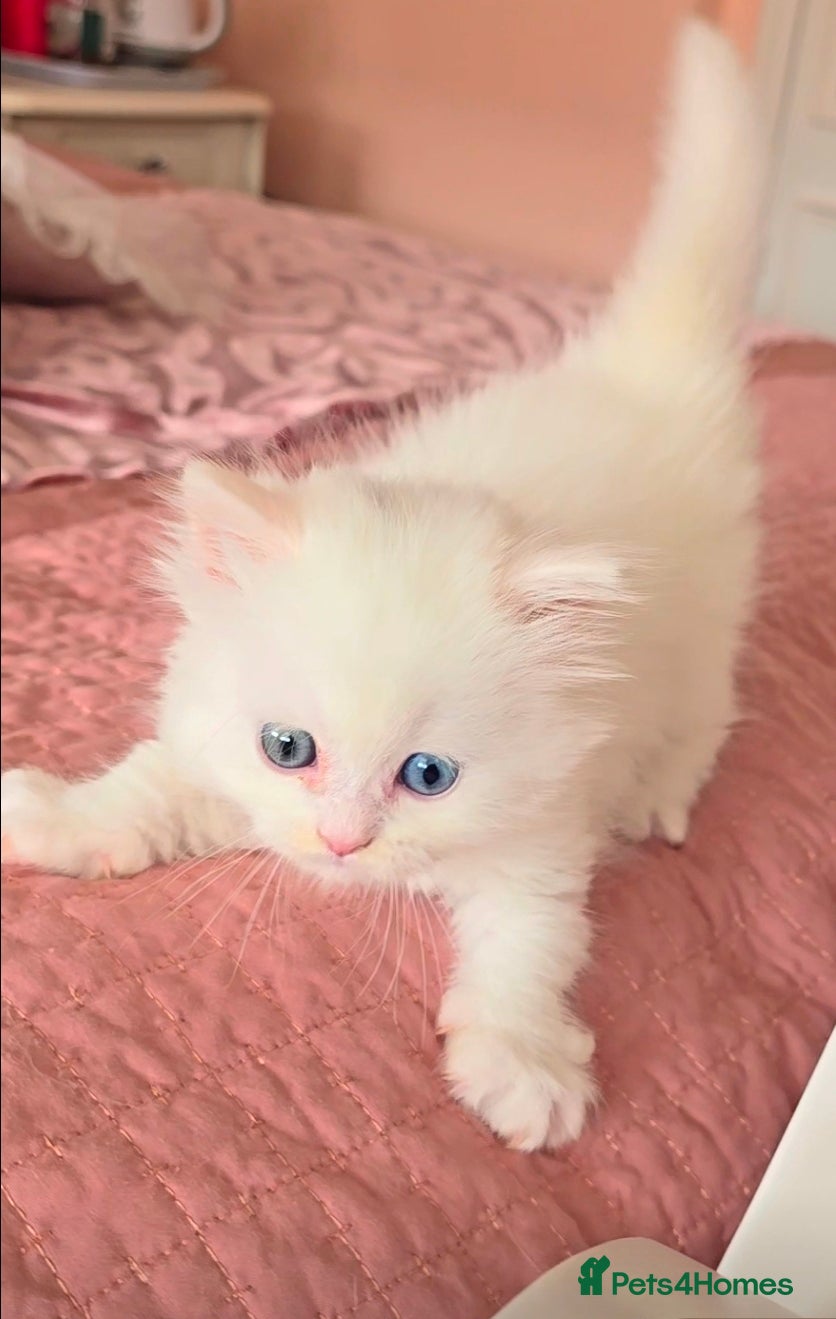 Persian cats Pedigree Minuet Persian kittens - Advert 2