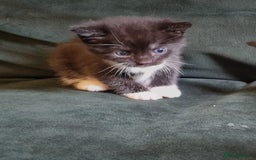 Mixed Breed cats for sale: 4 GORGEOUS BLACK AND WHITE KITTENS - Image 8
