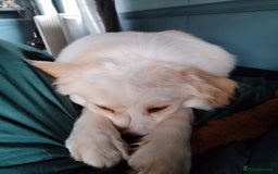 Mixed Breed dogs for sale: Retriever cross 4 years old  - Image 2