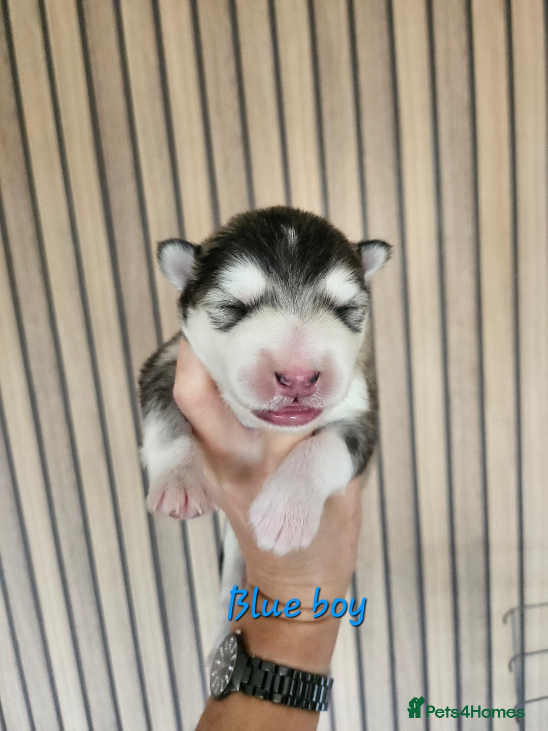 Alaskan Malamute dogs for sale: Alaskan Malamute puppies  - Advert 26