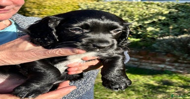 Sprocker dogs - Advert 9