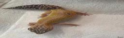 Gecko reptiles for sale: Leopard Gecko - Advert 5