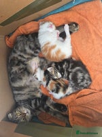 Scottish Fold cats - Advert 8