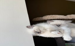 Ragdoll cats for sale: 🎀 2 GIRLS LEFT PUREBRED European Ragdolls 🎀  - Image 16