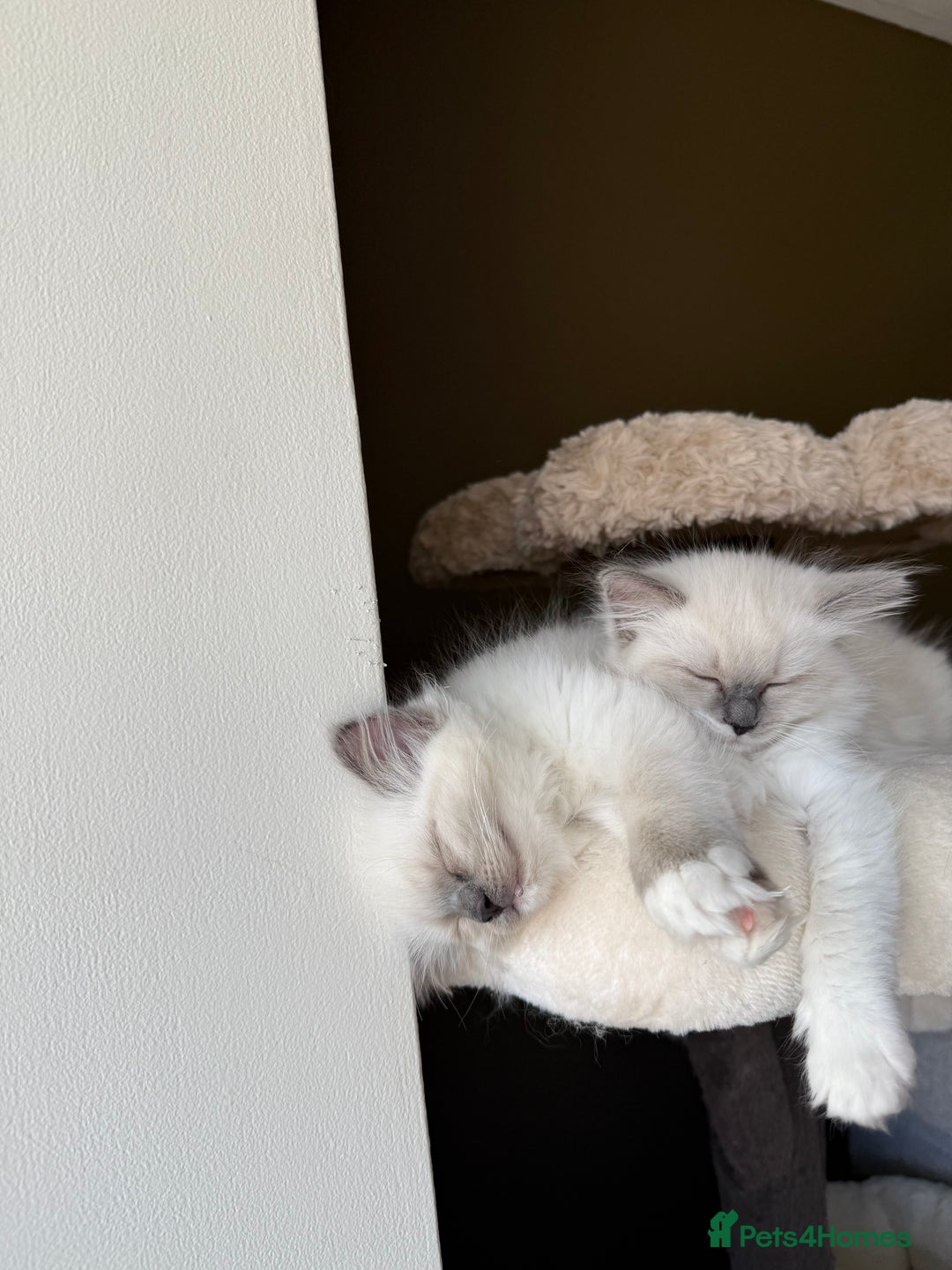 Ragdoll cats for sale: 🎀 2 GIRLS LEFT PUREBRED European Ragdolls 🎀  - Image 16