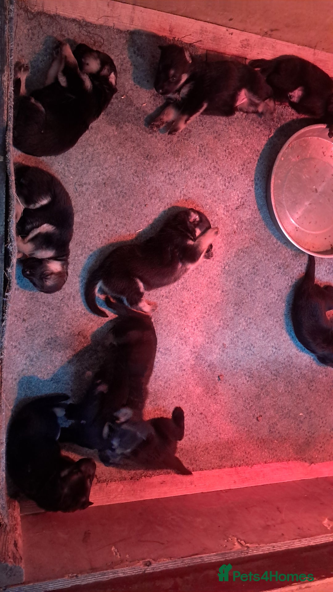 German Shepherd dogs for sale: KC reg German Shepherds, Loving family pups - Image 13