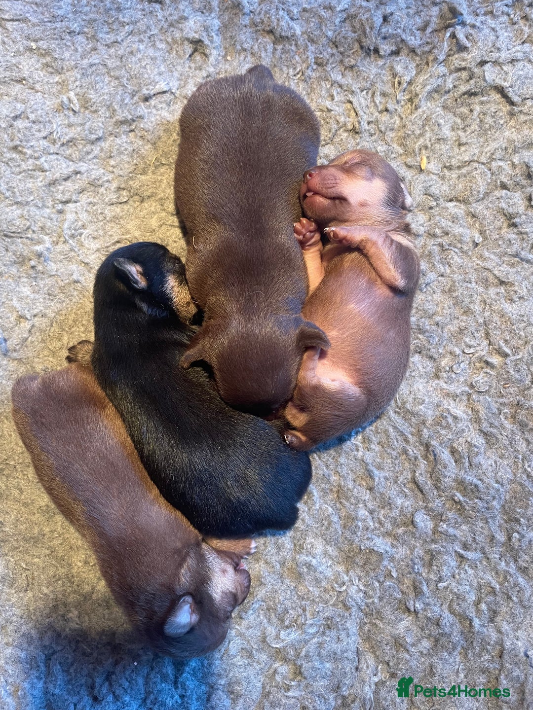 Jack Russell dogs for sale: Beautiful miniature Jack Russell puppies - Advert 4
