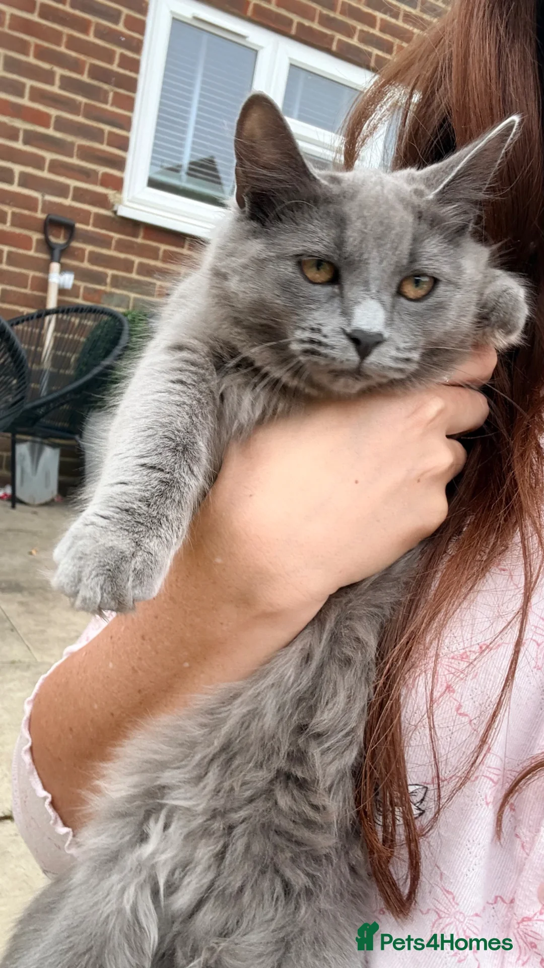 British Shorthair cats for sale: BSH X Ragdoll F 6M Kitten  in Canterbury - Advert 2