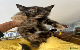 British Shorthair cats for sale: Pure British Shorthair Kittens Ready Now! - Image 2