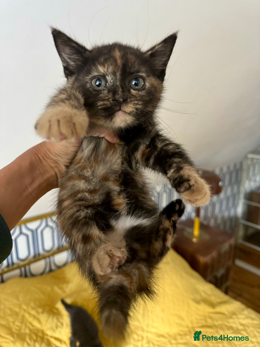 British Shorthair cats for sale: Pure British Shorthair Kittens Ready Now! - Image 2