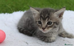 Savannah cats for sale: Stunning Savannahx Maine coons - Image 8