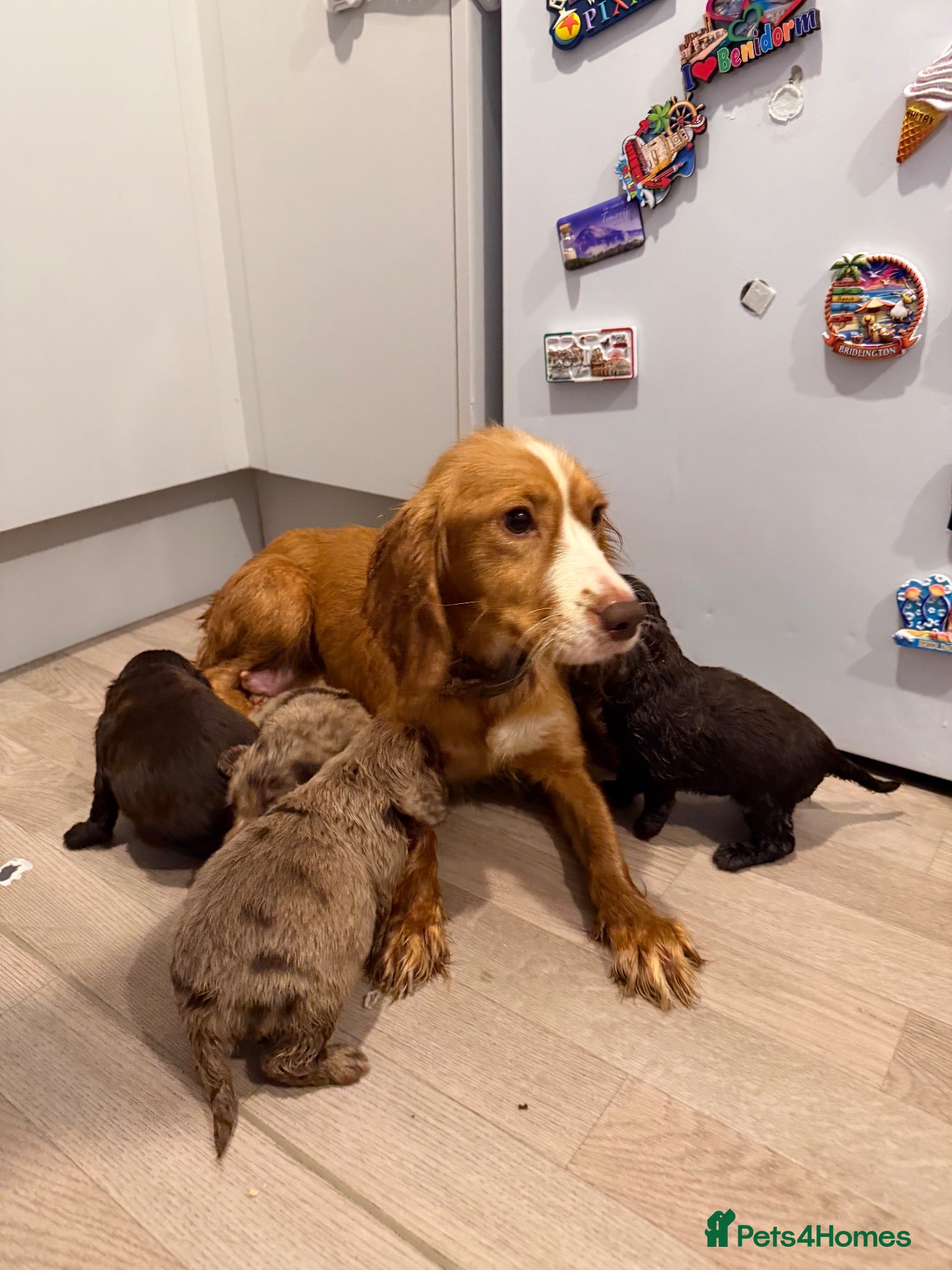 Cocker Spaniel dogs for sale: Cocker spaniel puppies  - Advert 13