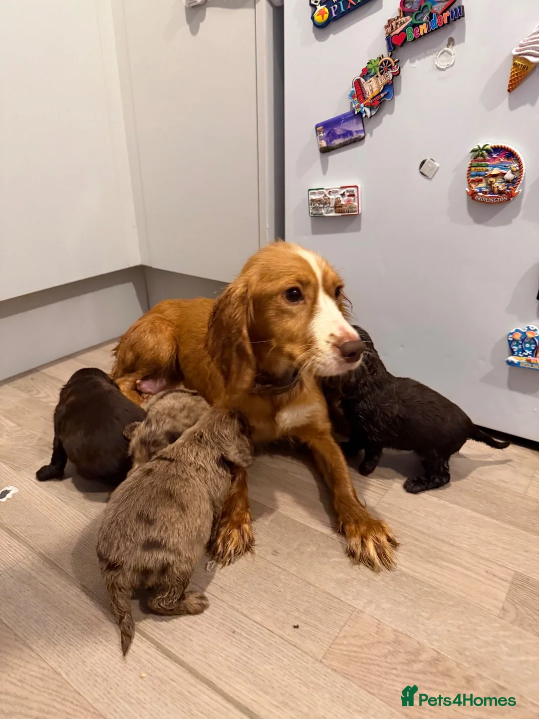 Cocker Spaniel dogs for sale: Cocker spaniel puppies  - Advert 1