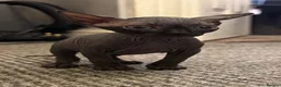 Sphynx cats for sale: Beautiful female baby Sphynx for sale  in Leicester - Advert 6