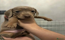 Dachshund dogs for sale: Mini daushnds  - Advert 4